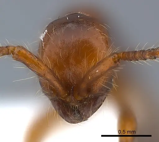 Aenictus pachycerus specimen CASENT0217379 image casent0217379_2