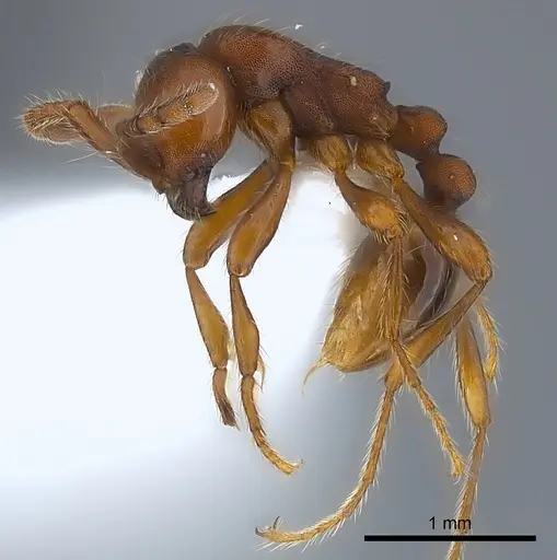 Aenictus pachycerus specimen CASENT0217379 image casent0217379_3