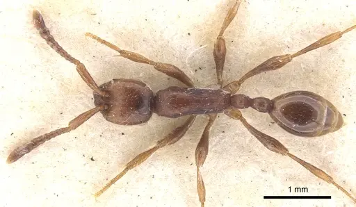 Aenictus pachycerus specimen CASENT0902674 image casent0902674_1