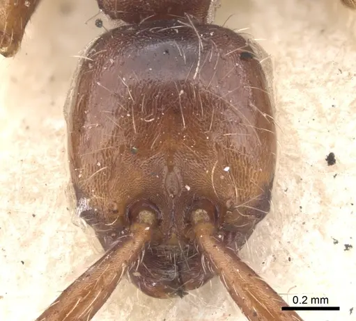 Aenictus pachycerus specimen CASENT0902674 image casent0902674_2