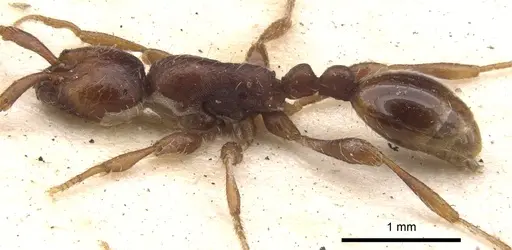 Aenictus pachycerus specimen CASENT0902674 image casent0902674_3