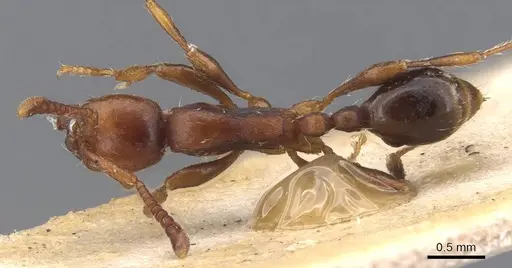 Aenictus pachycerus specimen CASENT0907015 image casent0907015_1