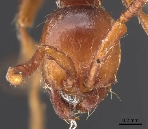 Aenictus pachycerus specimen CASENT0907015 image casent0907015_2