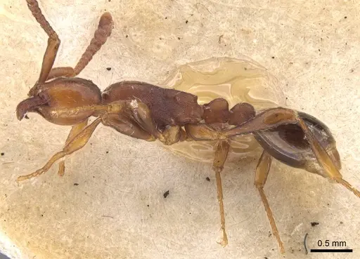 Aenictus pachycerus specimen CASENT0907015 image casent0907015_3