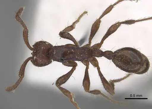 Aenictus pachycerus specimen CASENT0919637 image casent0919637_1