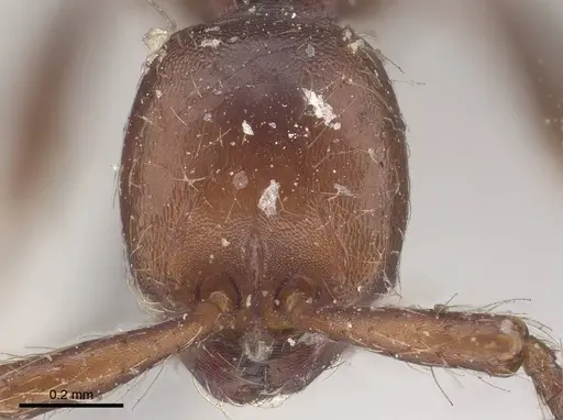 Aenictus pachycerus specimen CASENT0919637 image casent0919637_2