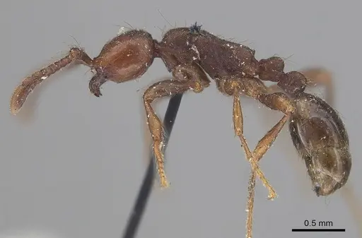 Aenictus pachycerus specimen CASENT0919637 image casent0919637_3