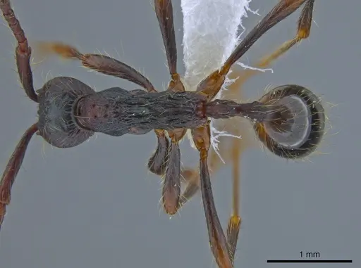Aenictus paradentatus specimen CASENT0651422 image casent0651422_1