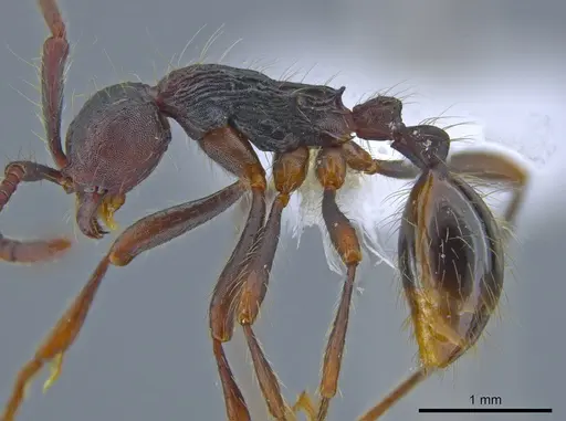 Aenictus paradentatus specimen CASENT0651422 image casent0651422_3