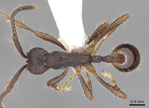 Aenictus paradentatus specimen CASENT0903682 image casent0903682_1