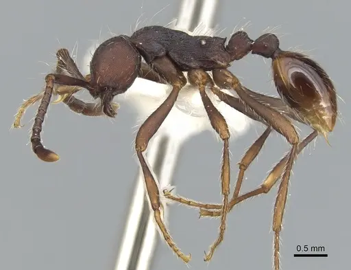 Aenictus paradentatus specimen CASENT0903682 image casent0903682_3
