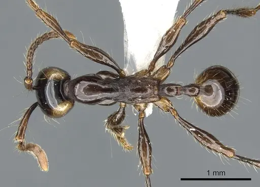 Aenictus parahuonicus specimen CASENT0903691 image casent0903691_1