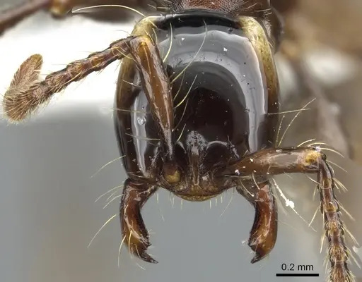 Aenictus parahuonicus specimen CASENT0903691 image casent0903691_2