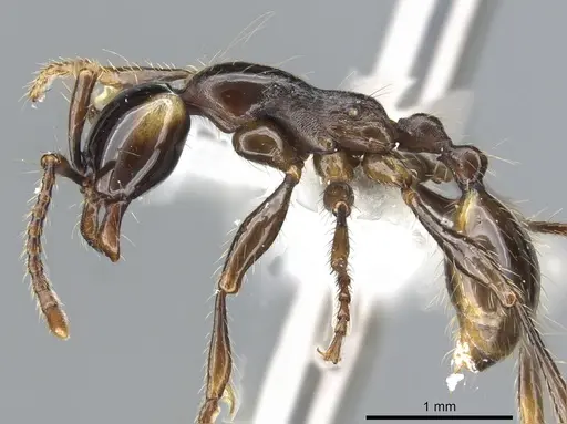 Aenictus parahuonicus specimen CASENT0903691 image casent0903691_3
