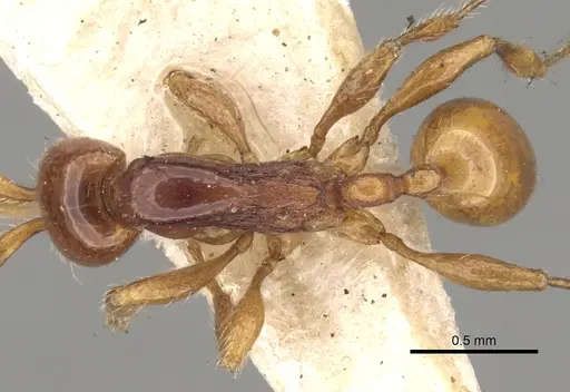 Aenictus peguensis specimen CASENT0281968 image casent0281968_1