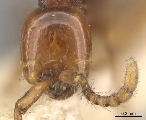 Aenictus peguensis specimen CASENT0281968 image casent0281968_2