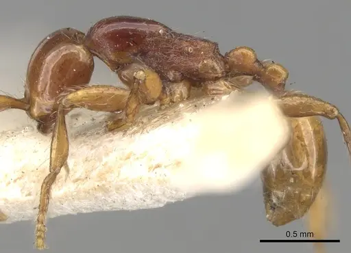 Aenictus peguensis specimen CASENT0281968 image casent0281968_3