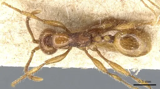 Aenictus peguensis specimen CASENT0903749 image casent0903749_1