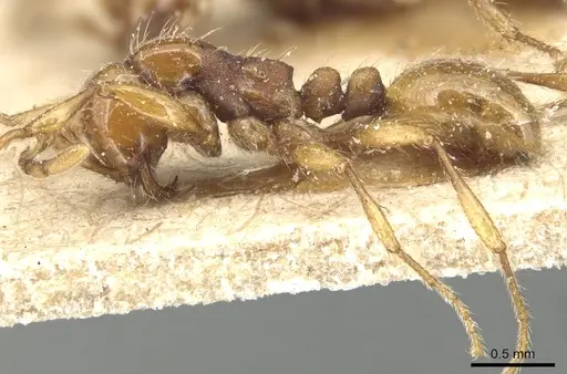 Aenictus peguensis specimen CASENT0903749 image casent0903749_3