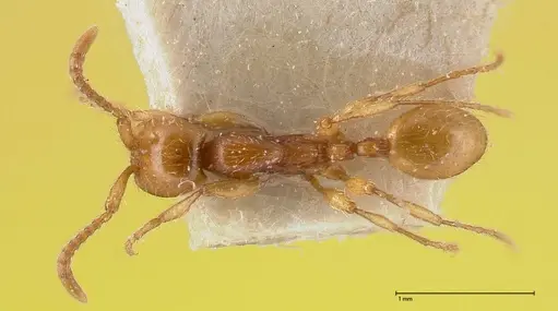 Aenictus peguensis specimen FOCOL0383 image focol0383_1