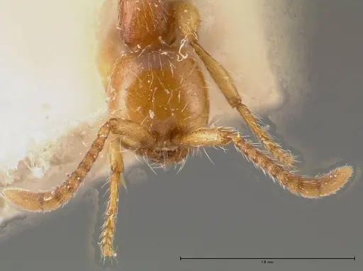 Aenictus peguensis specimen FOCOL0383 image focol0383_2