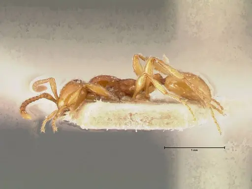 Aenictus peguensis specimen FOCOL0383 image focol0383_3