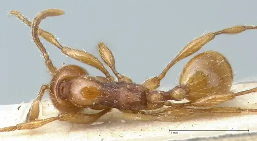 Aenictus peguensis specimen FOCOL1146 image focol1146_1