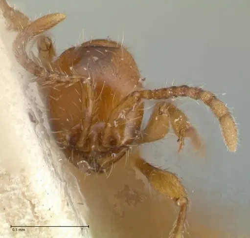 Aenictus peguensis specimen FOCOL1146 image focol1146_2
