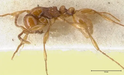 Aenictus peguensis specimen FOCOL1146 image focol1146_3
