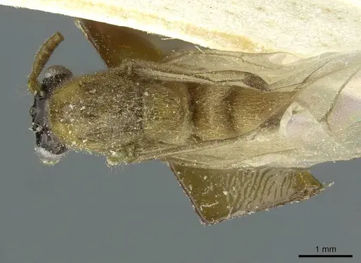 Aenictus pharao specimen CASENT0911437 image casent0911437_1