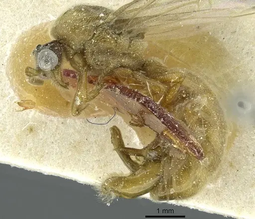Aenictus pharao specimen CASENT0911437 image casent0911437_2