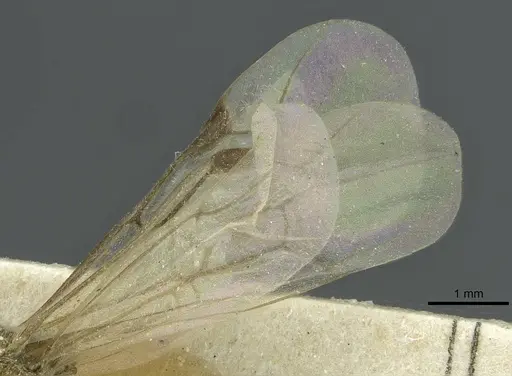 Aenictus pharao specimen CASENT0911437 image casent0911437_3