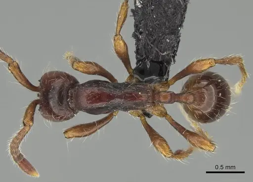 Aenictus philiporum specimen CASENT0217380 image casent0217380_1