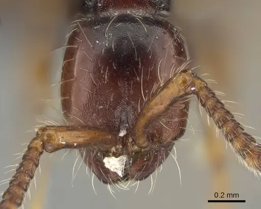 Aenictus philiporum specimen CASENT0217380 image casent0217380_2