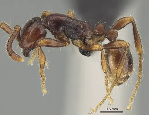 Aenictus philiporum specimen CASENT0217380 image casent0217380_3
