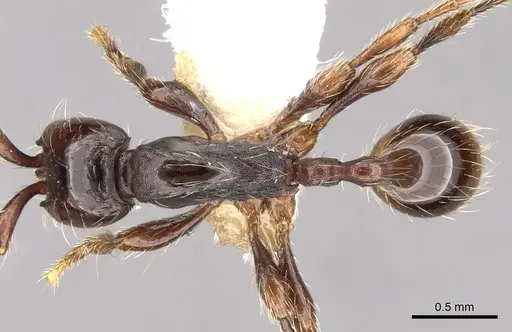 Aenictus philiporum specimen CASENT0281954 image casent0281954_1
