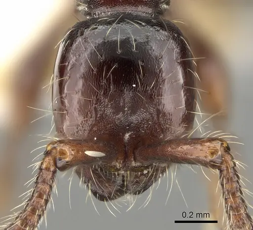 Aenictus philiporum specimen CASENT0281954 image casent0281954_2