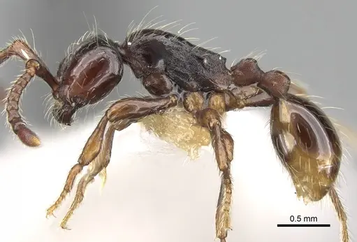 Aenictus philiporum specimen CASENT0281954 image casent0281954_3