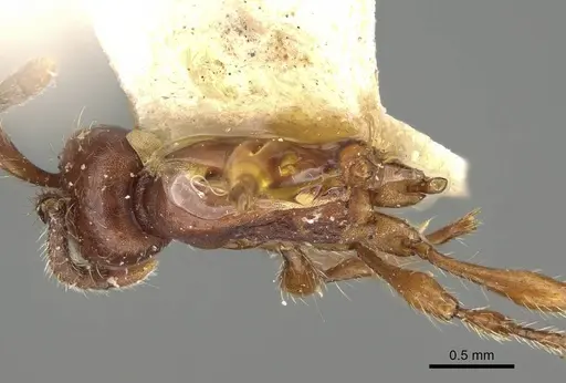 Aenictus philippinensis specimen CASENT0217381 image casent0217381_1