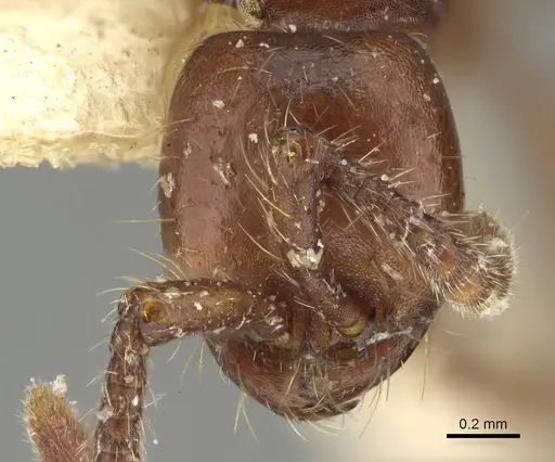 Aenictus philippinensis specimen CASENT0217381 image casent0217381_2