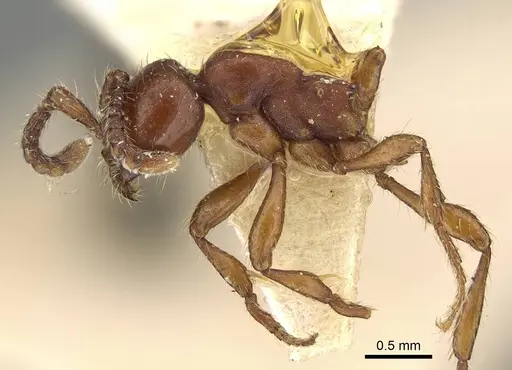 Aenictus philippinensis specimen CASENT0217381 image casent0217381_3