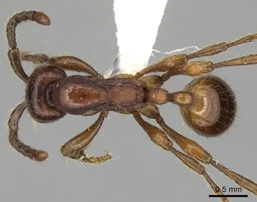 Aenictus philippinensis specimen CASENT0249282 image casent0249282_1