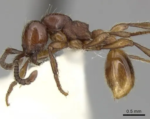 Aenictus philippinensis specimen CASENT0249282 image casent0249282_3