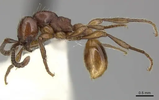 Aenictus philippinensis specimen CASENT0249282 image casent0249282_4