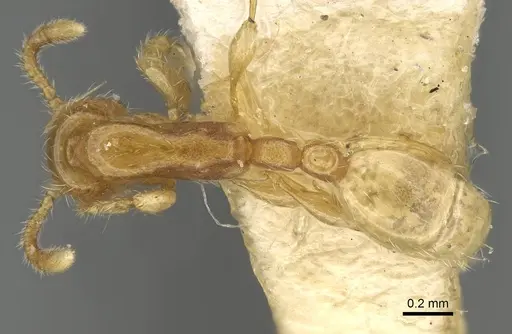 Aenictus piercei specimen CASENT0217382 image casent0217382_1