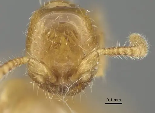 Aenictus piercei specimen CASENT0217382 image casent0217382_2