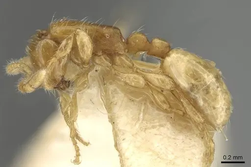 Aenictus piercei specimen CASENT0217382 image casent0217382_3