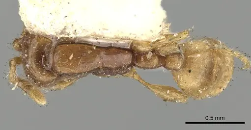 Aenictus piercei specimen CASENT0281961 image casent0281961_1