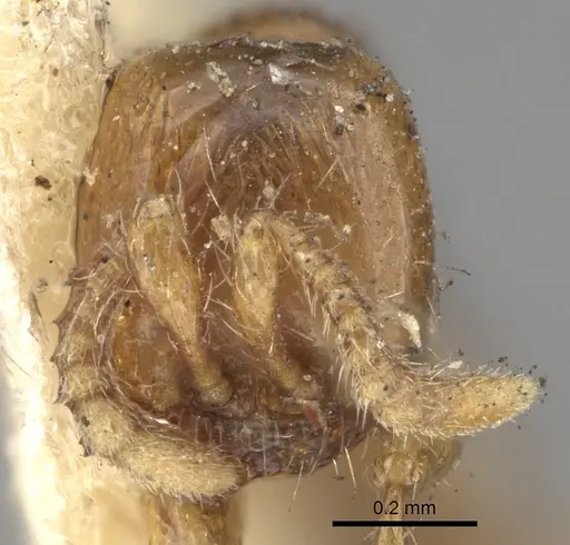 Aenictus piercei specimen CASENT0281961 image casent0281961_2