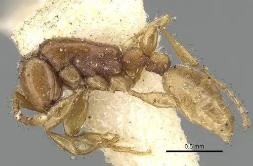 Aenictus piercei specimen CASENT0281961 image casent0281961_3